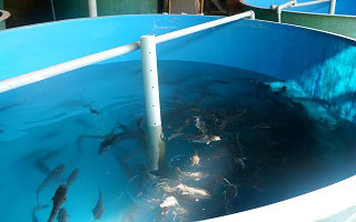 Aquaculture