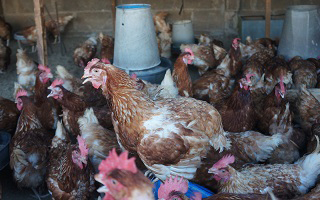 Poultry Farming